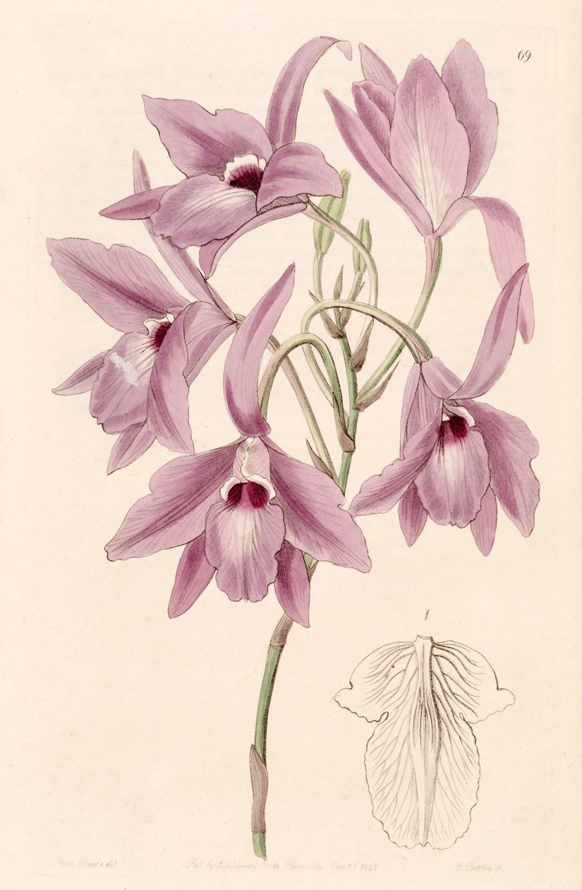 Laelia rubescens (como syn. Laelia peduncularis) de Miss Drake