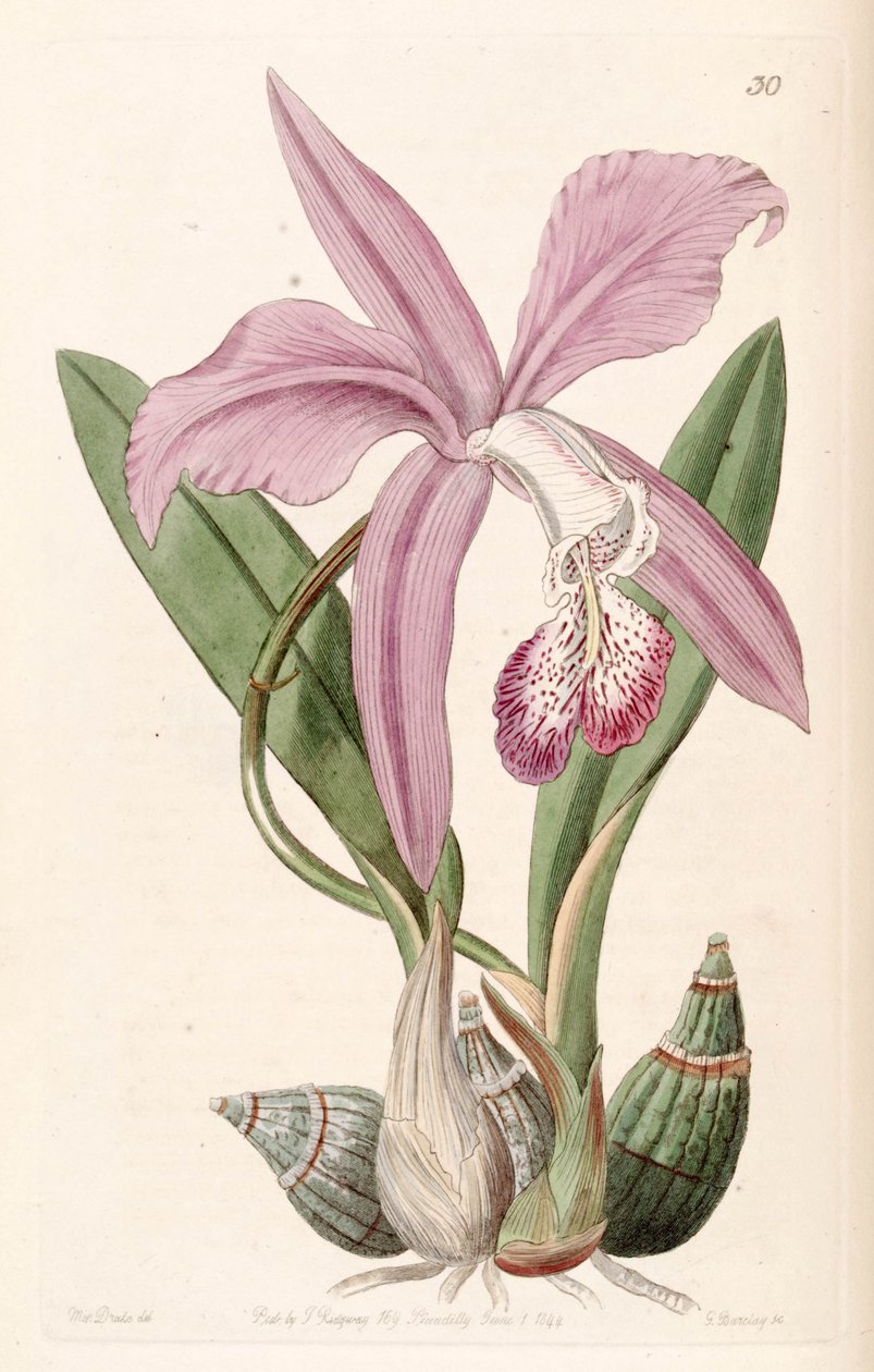 Laelia speciosa (como syn. Laelia majalis) de Miss Drake
