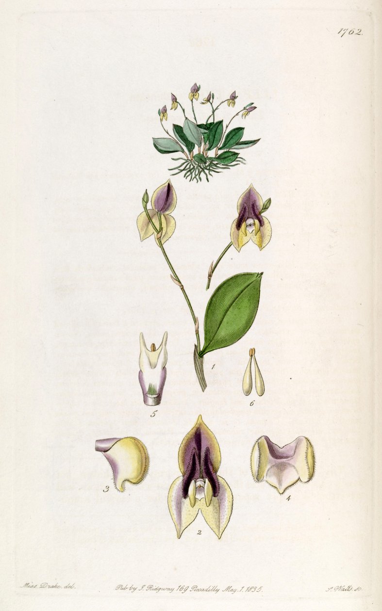 Lepanthes tridentata de Miss Drake