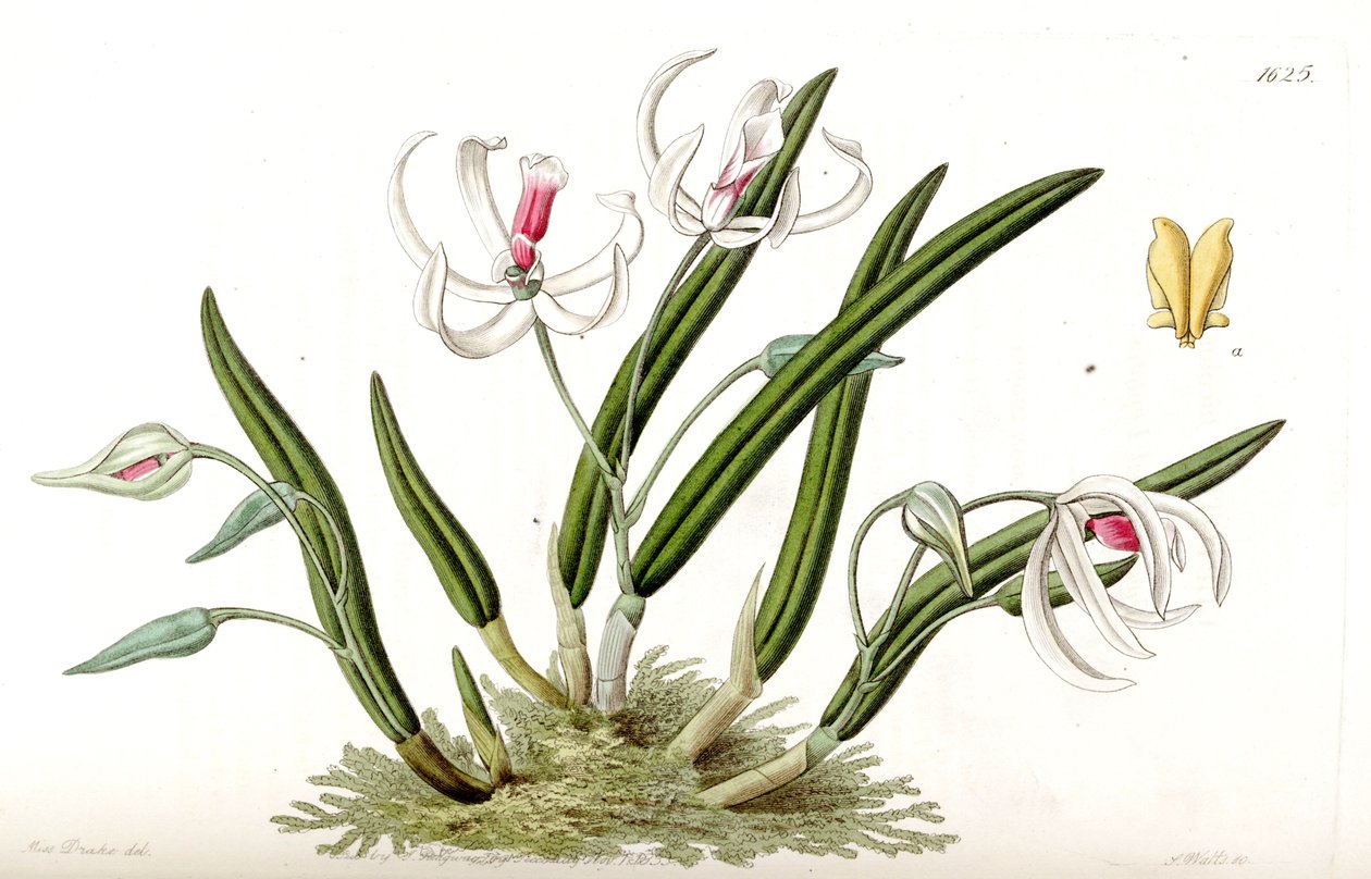 Leptotes bicolor de Miss Drake
