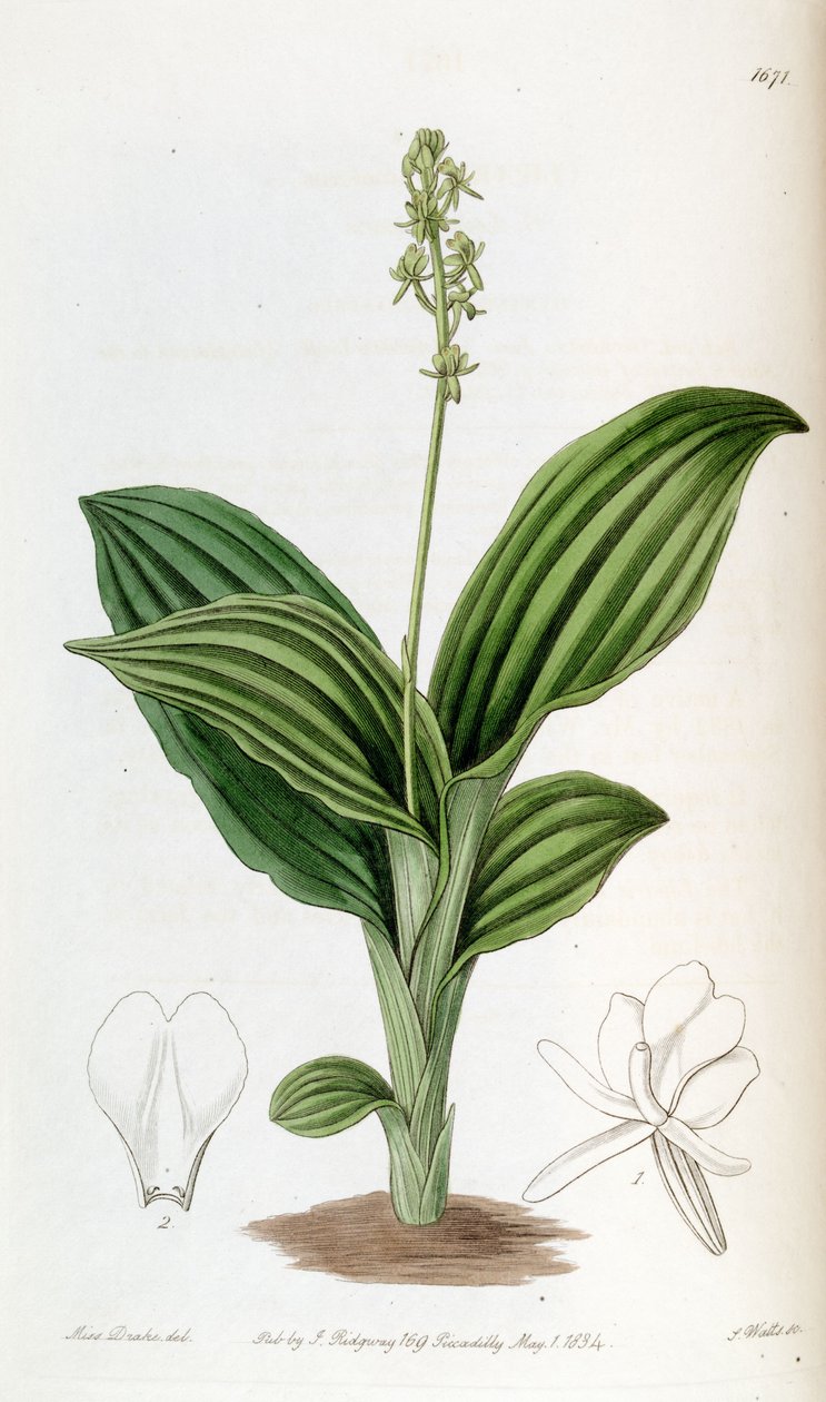 Liparis nervosa ssp. nervosa (como syn. Liparis guineensis) de Miss Drake