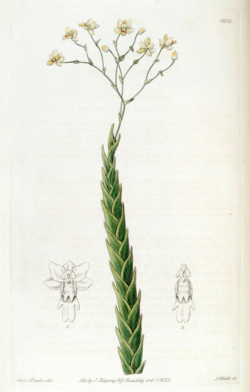Lockhartia Aguda (como Fernandezia Aguda) de Miss Drake