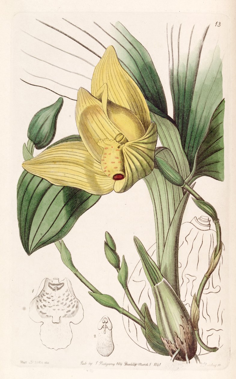 Lycaste cruenta (as syn. Maxillaria cruenta) de Miss Drake