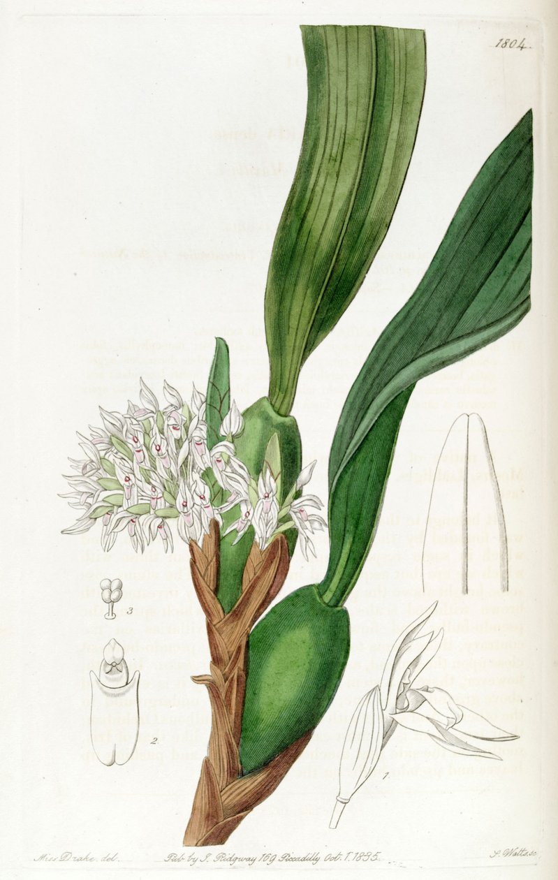 Maxillaria densa de Miss Drake
