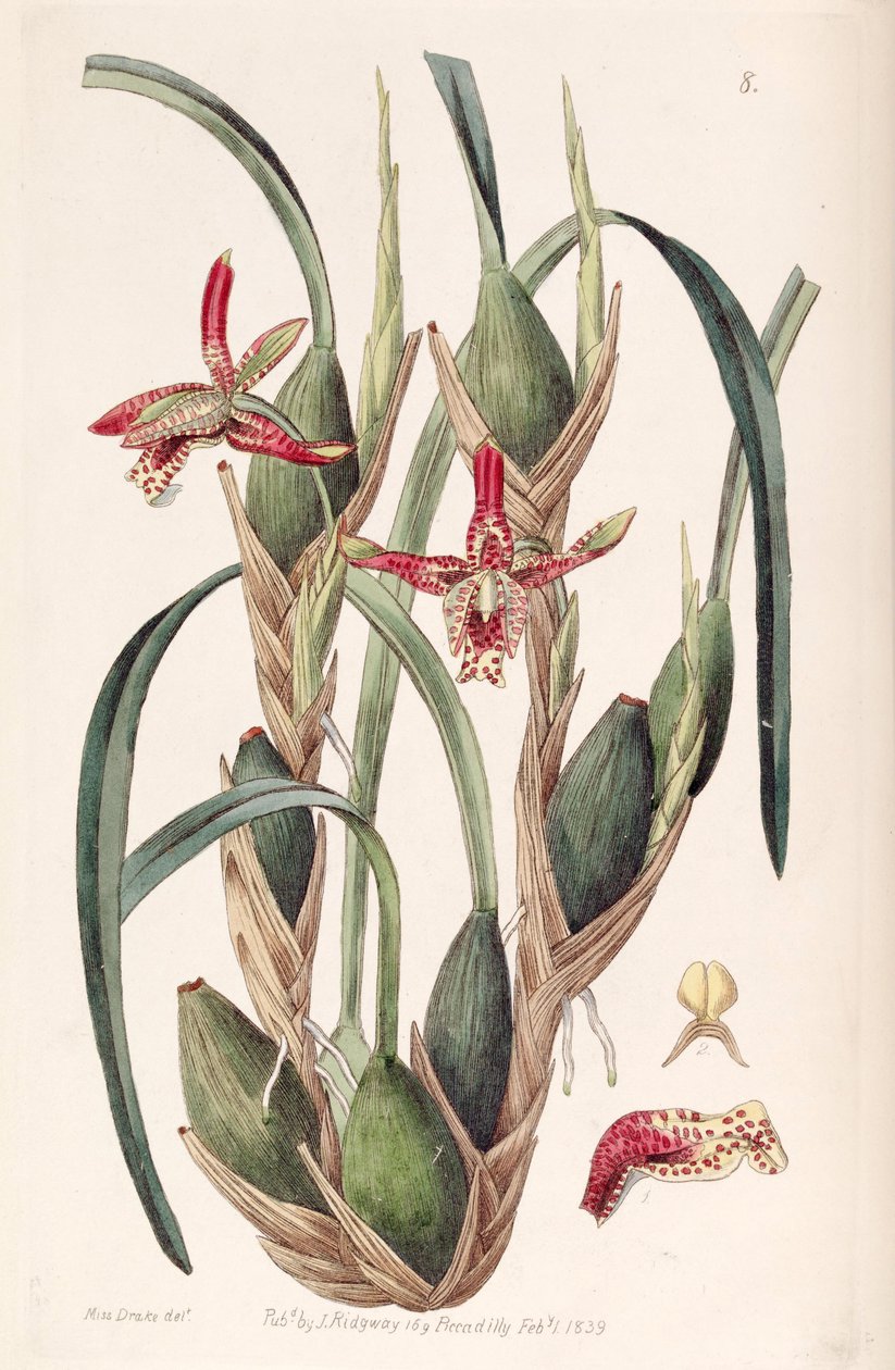 Maxillaria tenuifolia ou Maxillariella tenuifolia de Miss Drake