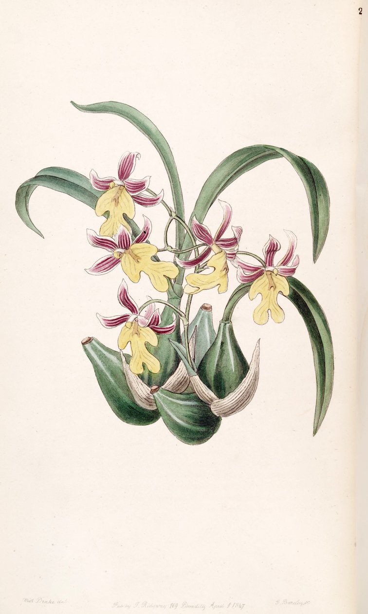 Ghiesbreghtian Mexicano (como Odontoglossum warneri var. Purpuratum) de Miss Drake