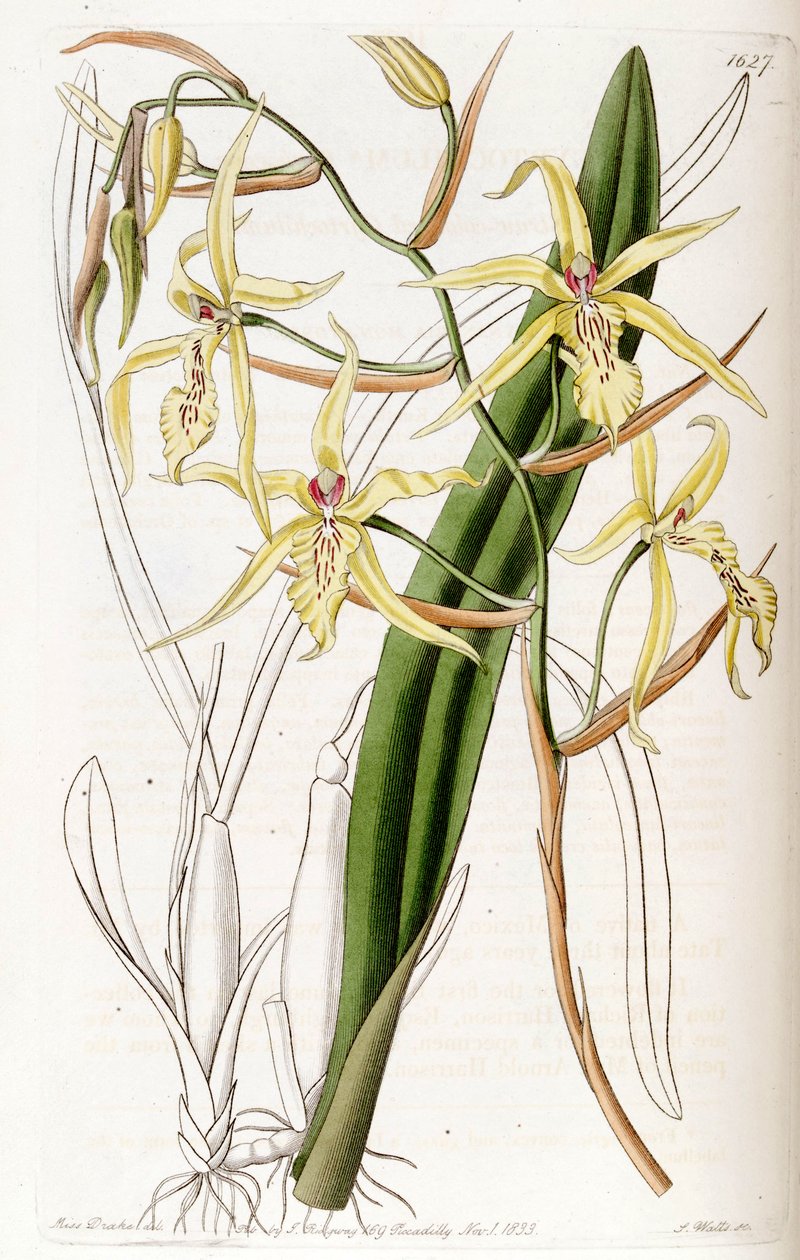 Miltonia flavescens (como syn. Cyrtochilum flavescens) de Miss Drake
