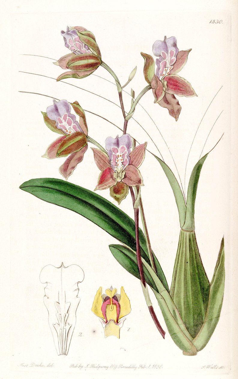 Miltonia russelliana (como syn. Oncidium russellianum &39;) de Miss Drake