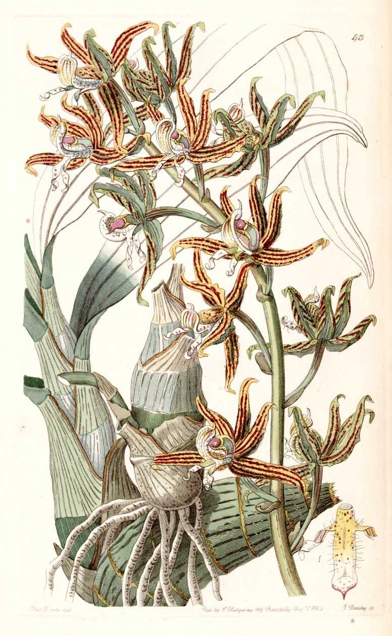 Mormodes lineata (como Mormodes lineatum) de Miss Drake