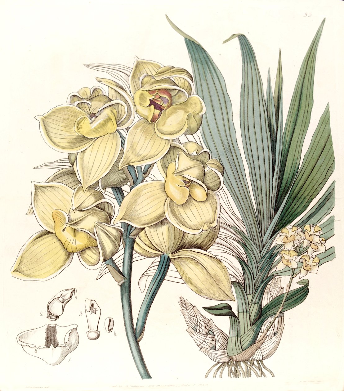 Mormodes luxata (como Mormodes luxatum) de Miss Drake