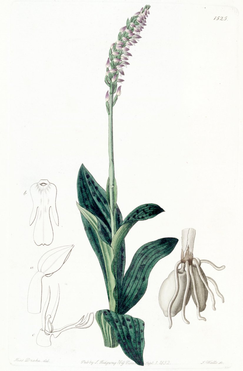 Denso (syn. Aceras secundiflorum) de Miss Drake