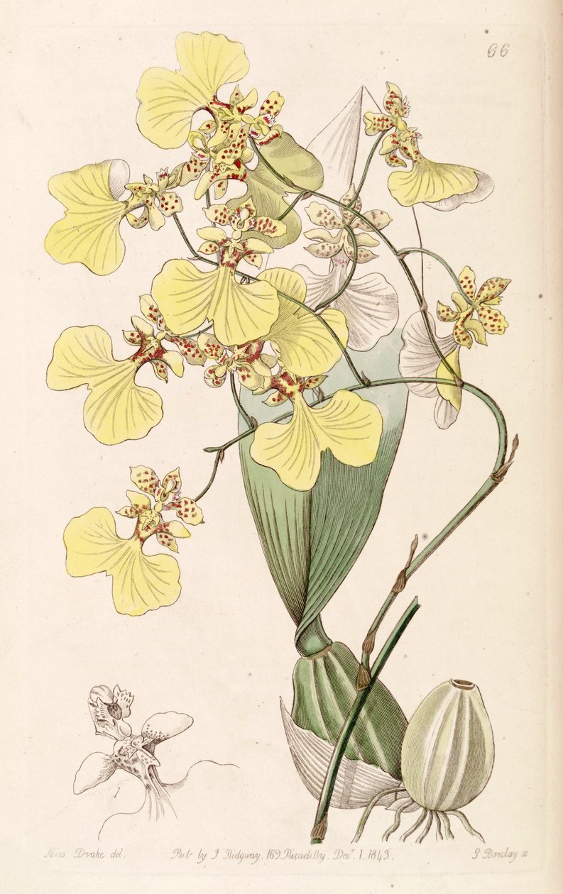 Oncidium bicolor de Miss Drake