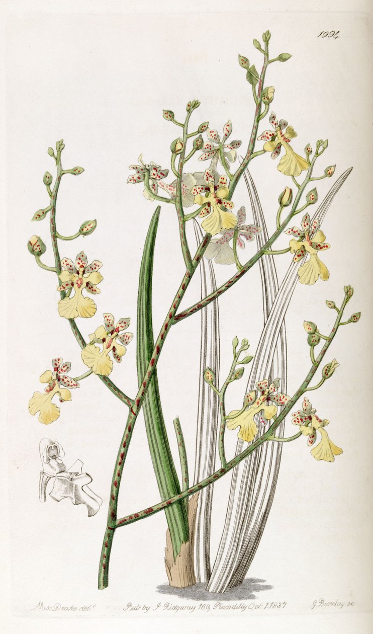 Cebolinha Oncidium ou cebolinha Trichocentrum de Miss Drake