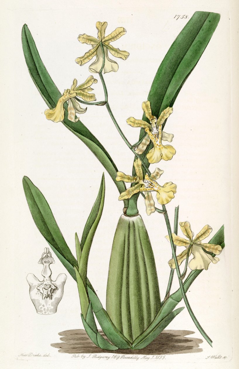 Oncidium citrinum de Miss Drake