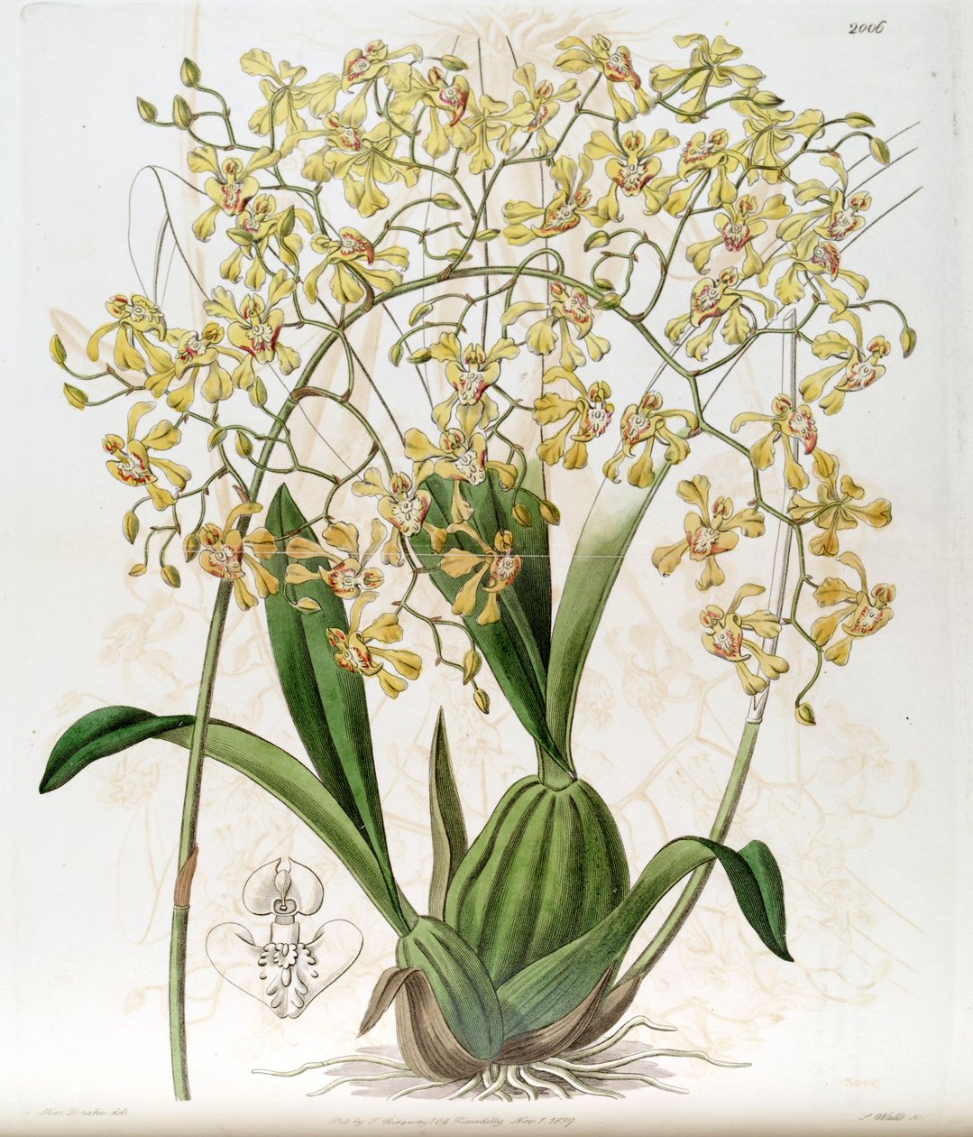 Oncidium deltoideum (escrito como Cynorchis fastigiata de Miss Drake
