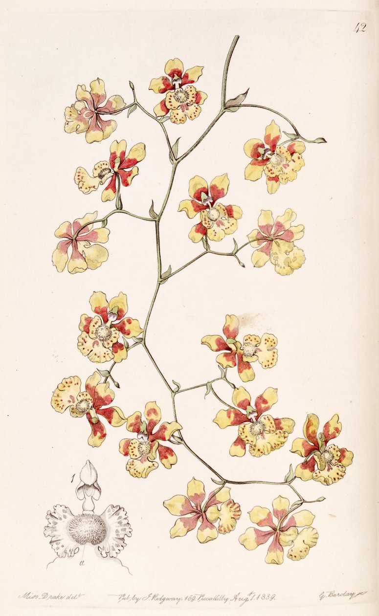 Divarication pensão (syn. Placa pulvinatum) de Miss Drake