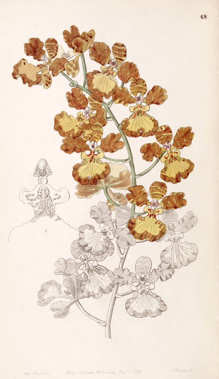 gardneri Board (syn. oncidioides Curtis) de Miss Drake
