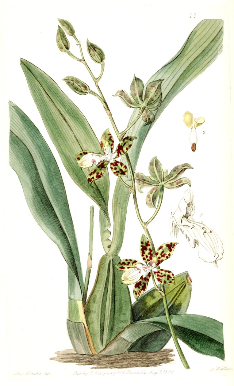 Oncidium maculatum (syn. Cyrtochilum maculatum) de Miss Drake