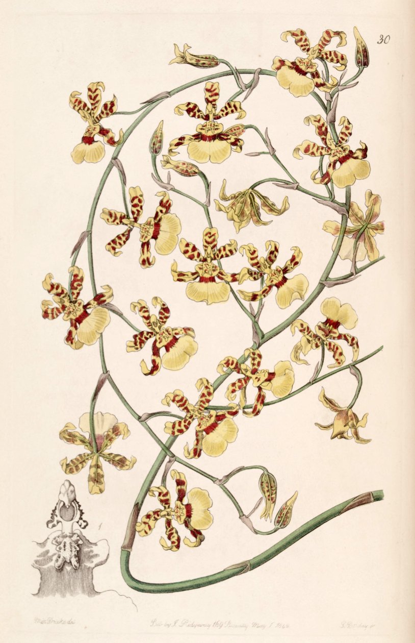 Oncidium sphacelatum de Miss Drake