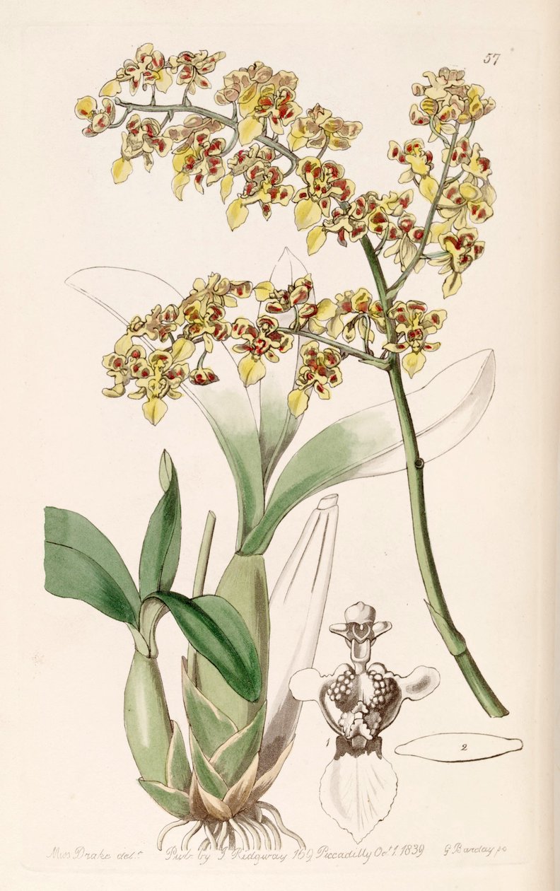 Conselho pintada (syn. Placa Trulliferum) de Miss Drake