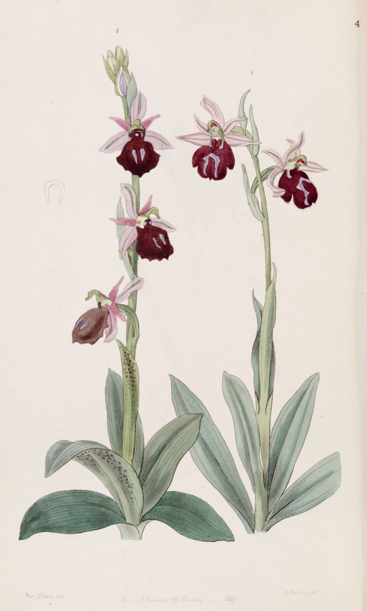 Ophrys ferrum-equinum (esquerda, fig. 2) e Ophrys bombyliflora (como sin. Ophrys tabanifera) (direita, fig. 1) de Miss Drake