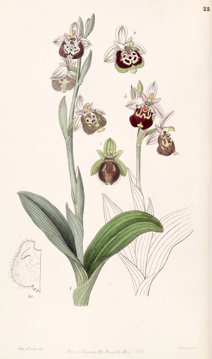 Ophrys fuciflora ou Ophrys holoserica de Miss Drake