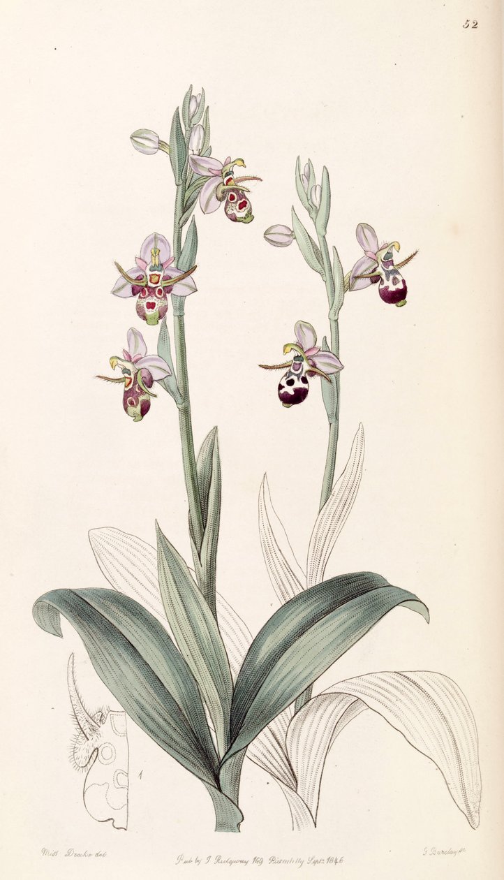 Ophrys scolopax subsp. cornuta (como syn. ophrys cornuta) de Miss Drake