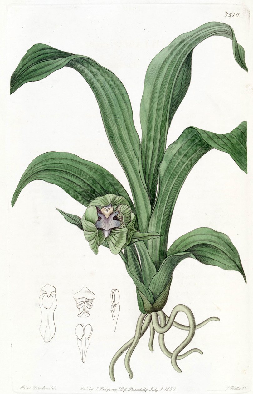 verde Pabstia (syn. Cattleya verde) de Miss Drake