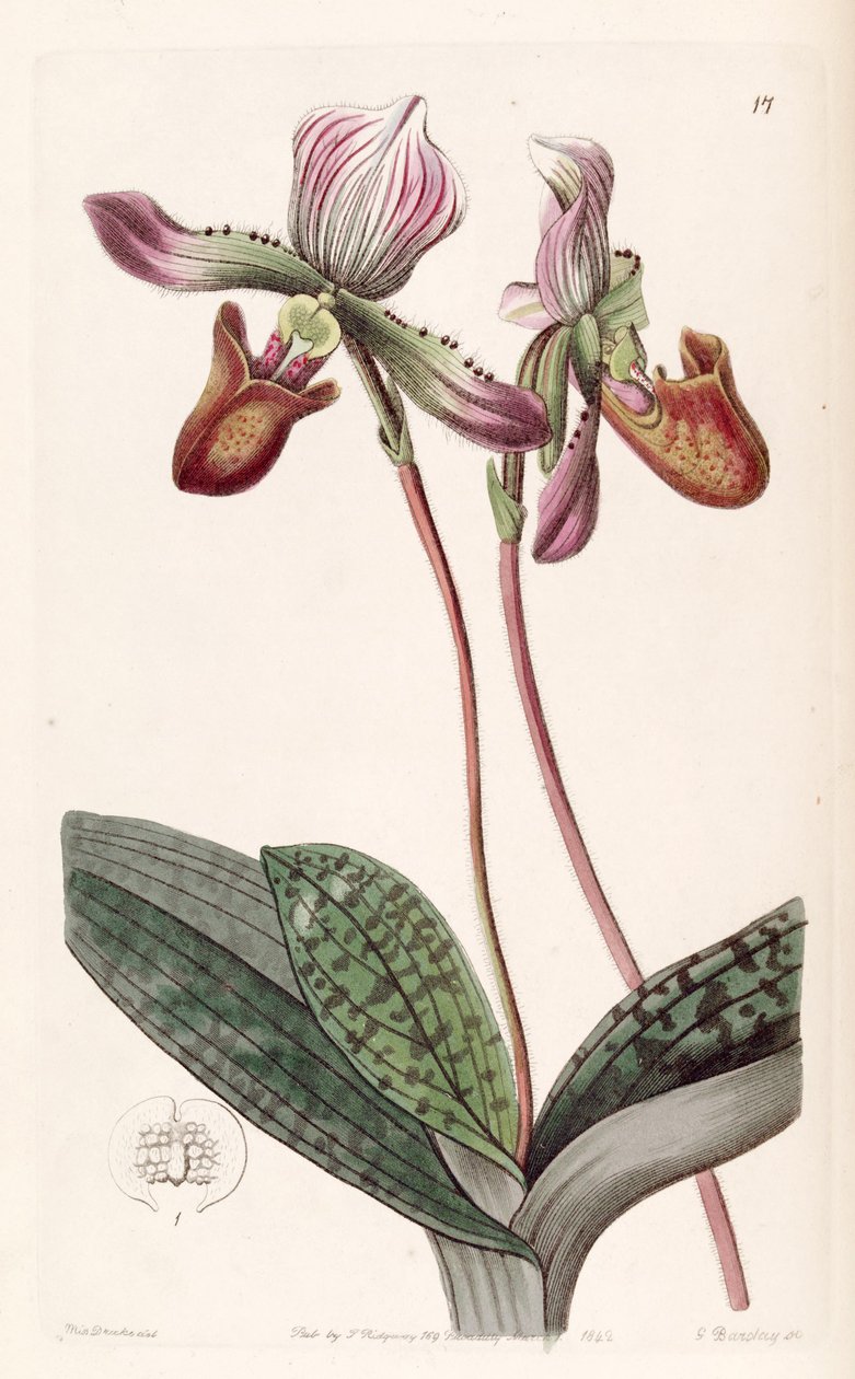 Phalaenopsis barba (syn. Cypripedinm barba) de Miss Drake