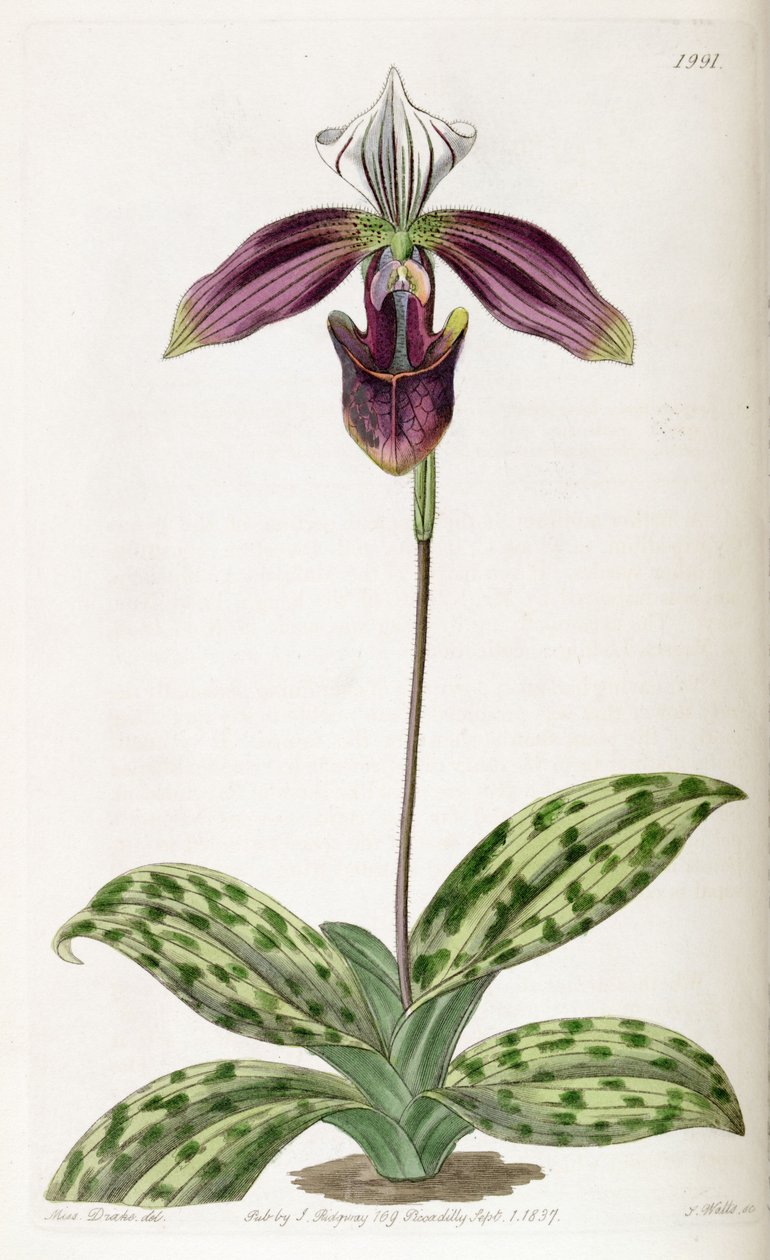 Phalaenopsis violeta (syn. Cypripedinm violeta) de Miss Drake