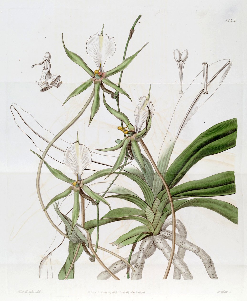 Plectrelminthus caudado (syn. Listrostachys oaudatum) de Miss Drake