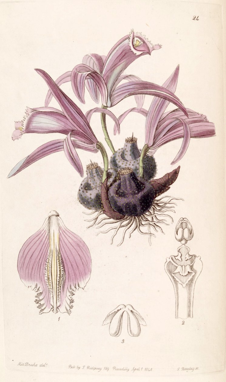 Pleione praecox (como syn. Coelogyne wallichiana) de Miss Drake