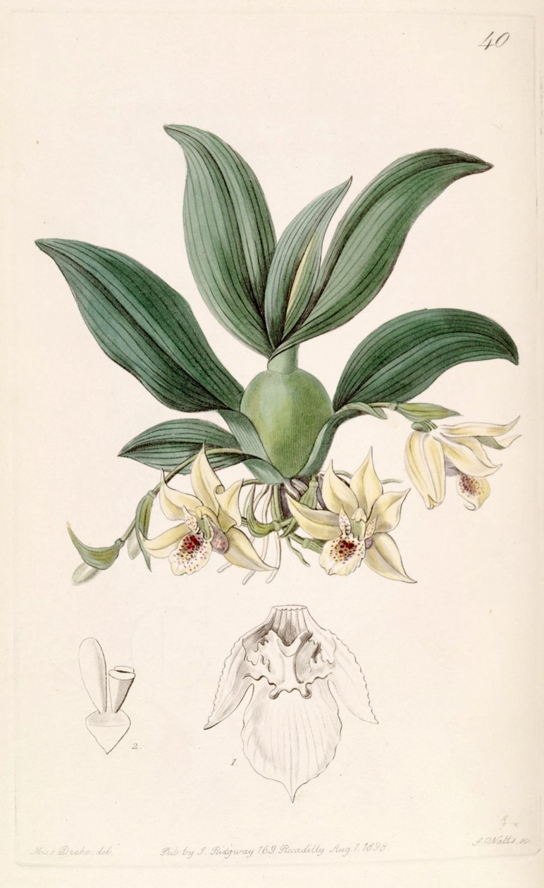Promenaea rollissonii (como syn. Maxillaria rollissonii) de Miss Drake
