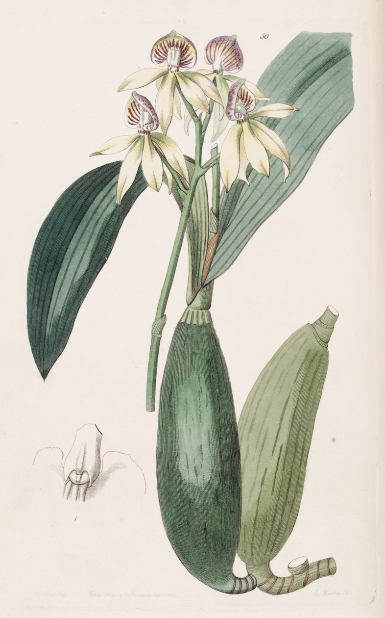 Prosthechea cochleata (como Epidendrum lancifolium syn.) de Miss Drake