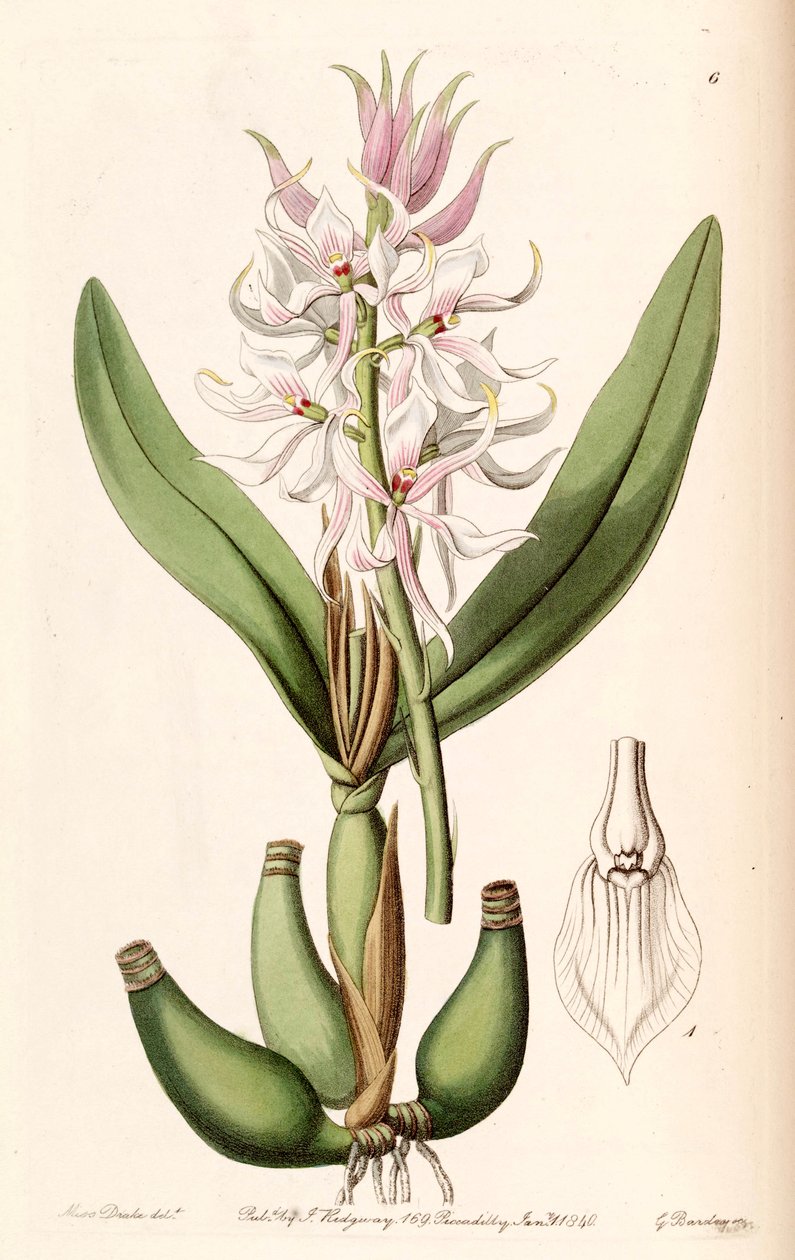 Prosthechea glumacea (como sintético Epidendrum glumaceum) de Miss Drake