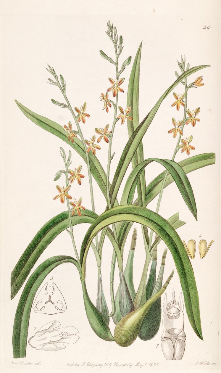 Prosthechea ochracea (como syn Epidendrum ochraceum) de Miss Drake