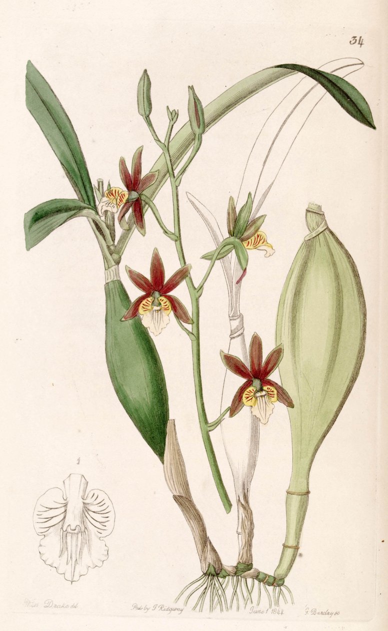 Prosthechea pterocarpa (como syn Epidendrum pterocarpum) de Miss Drake