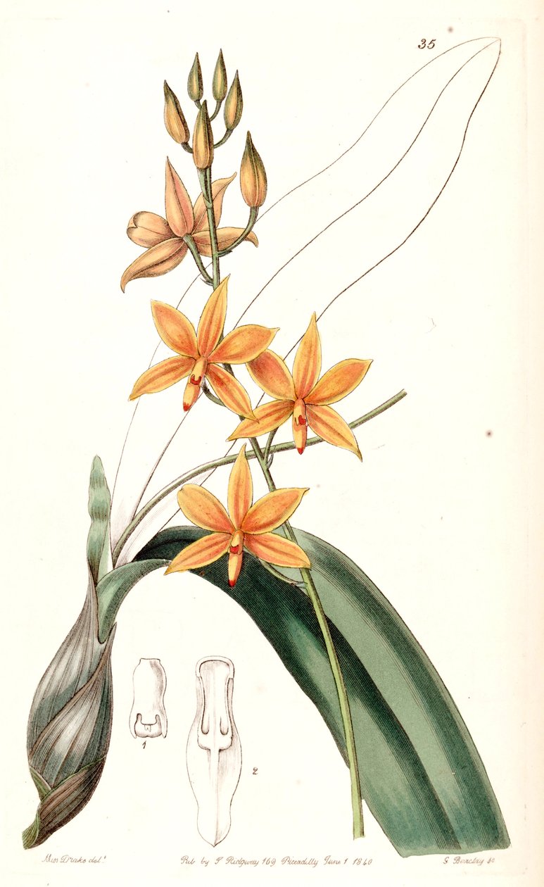 Trichocentrum gema de ovo (syn. Guarianthe gema) de Miss Drake