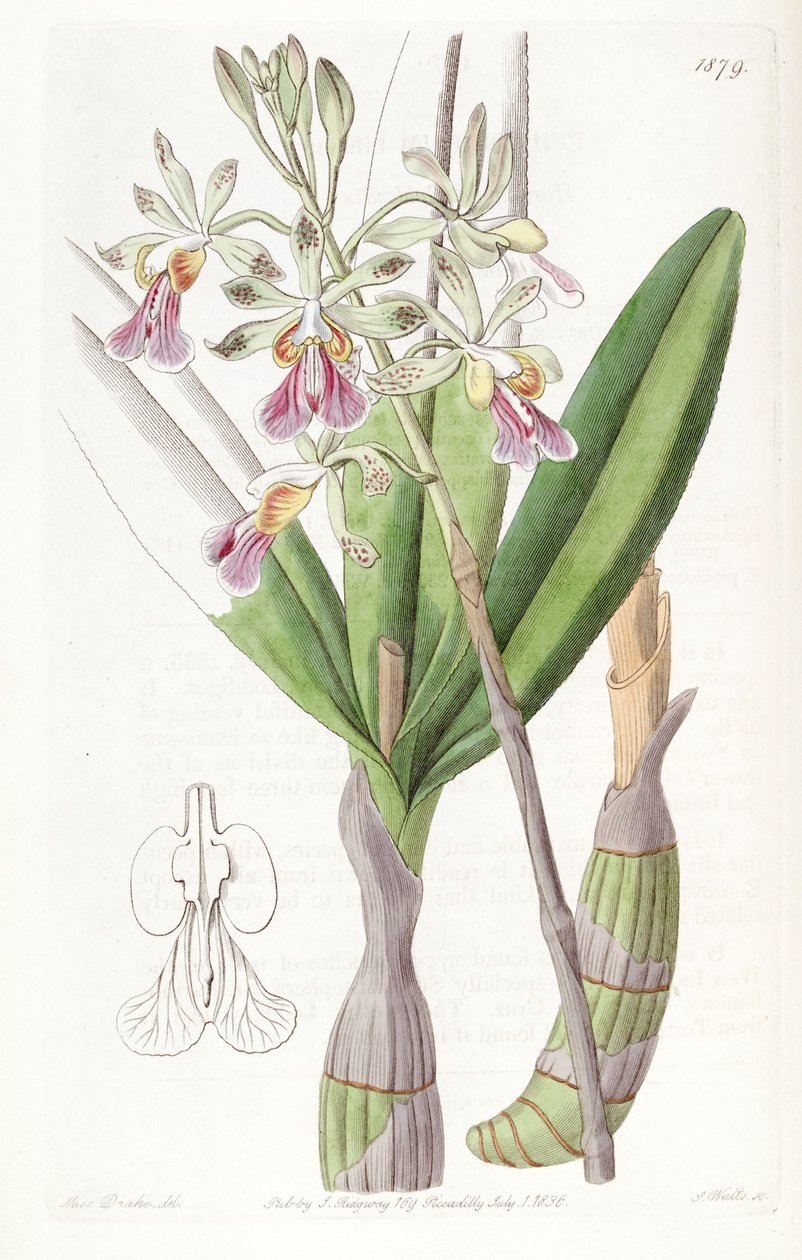 Psychilis bifida (como syn. Epidendrum bifidum) de Miss Drake