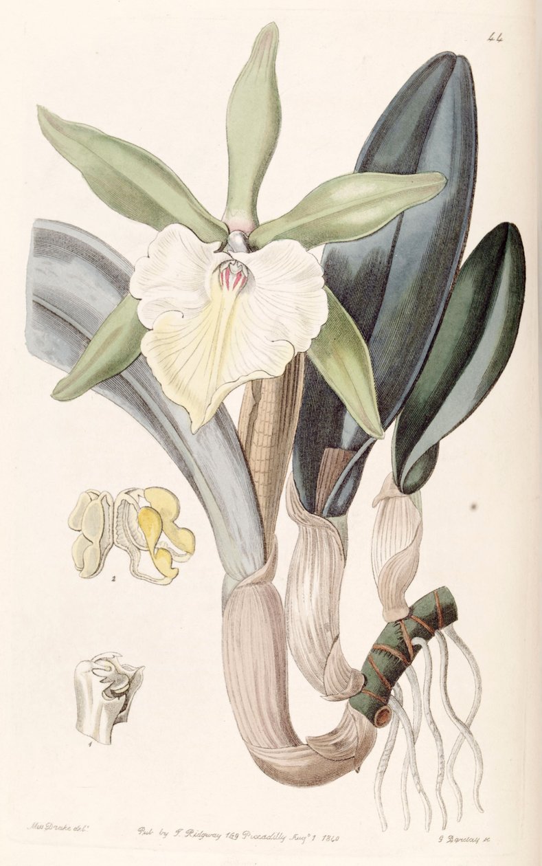 Rhyncholaelia glauca ou Brassica glauca de Miss Drake