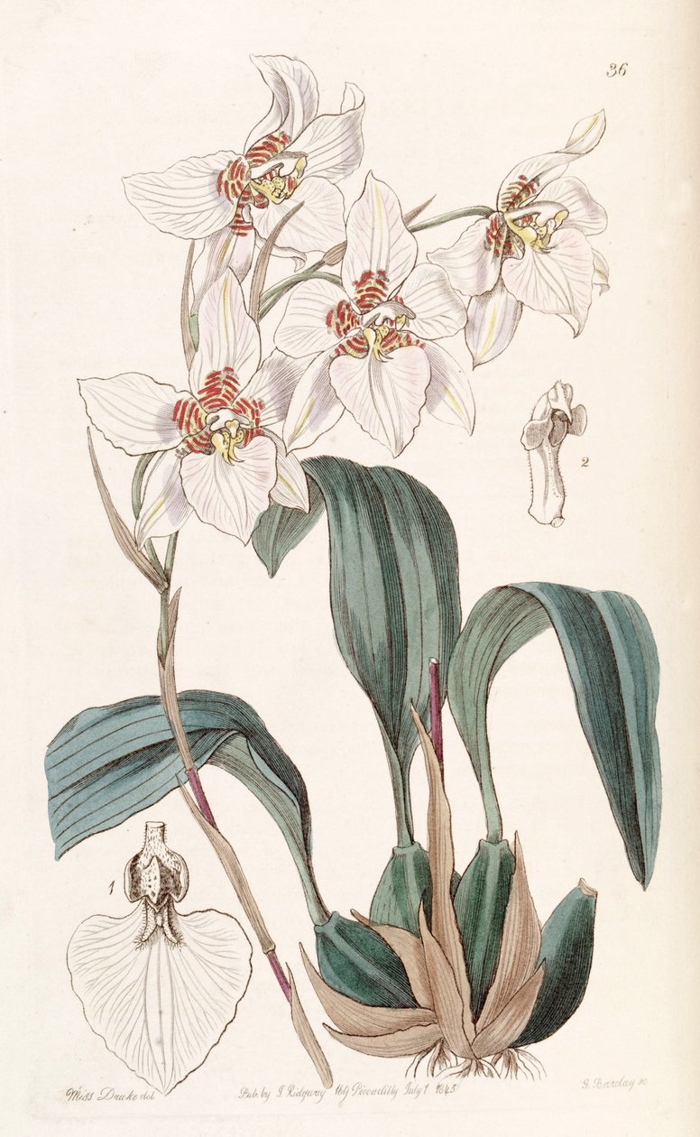 Rhynchostele cervantesii (como syn Odontoglossum cervantesii) de Miss Drake