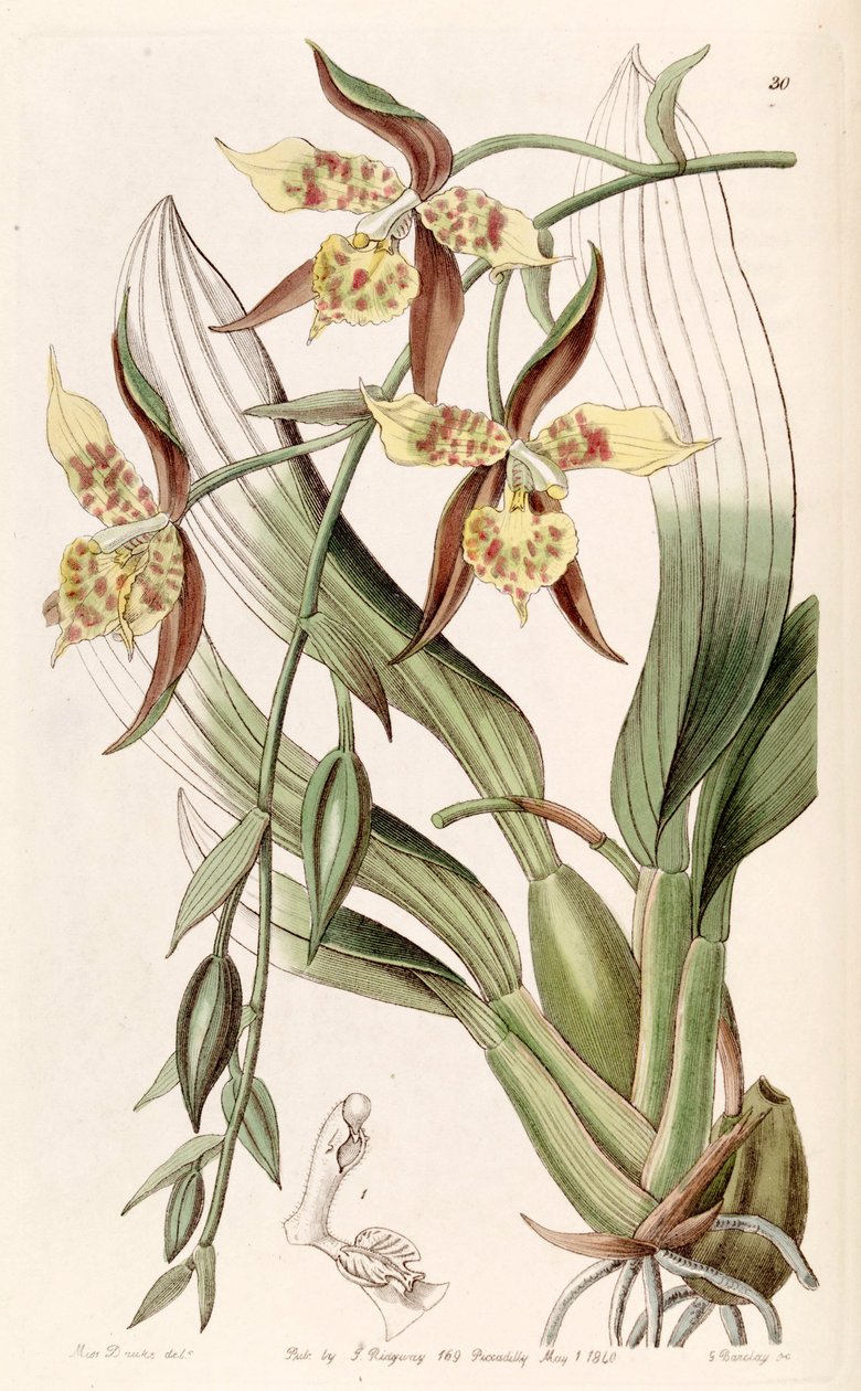Rhynchostele maculata (como syn Odontoglossum maculatum) de Miss Drake