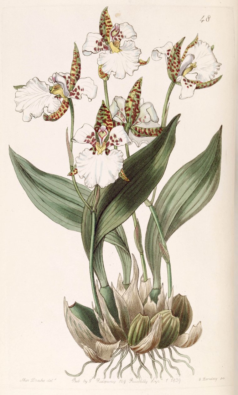 Rhynchostele rossii (como sin. Odontoglossum rossii) de Miss Drake