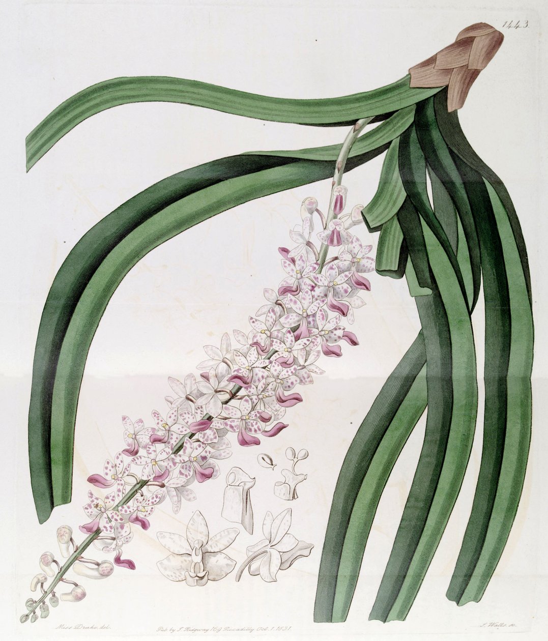 Rhynchostylis retusa (como syn Eulophia mackaiana) de Miss Drake