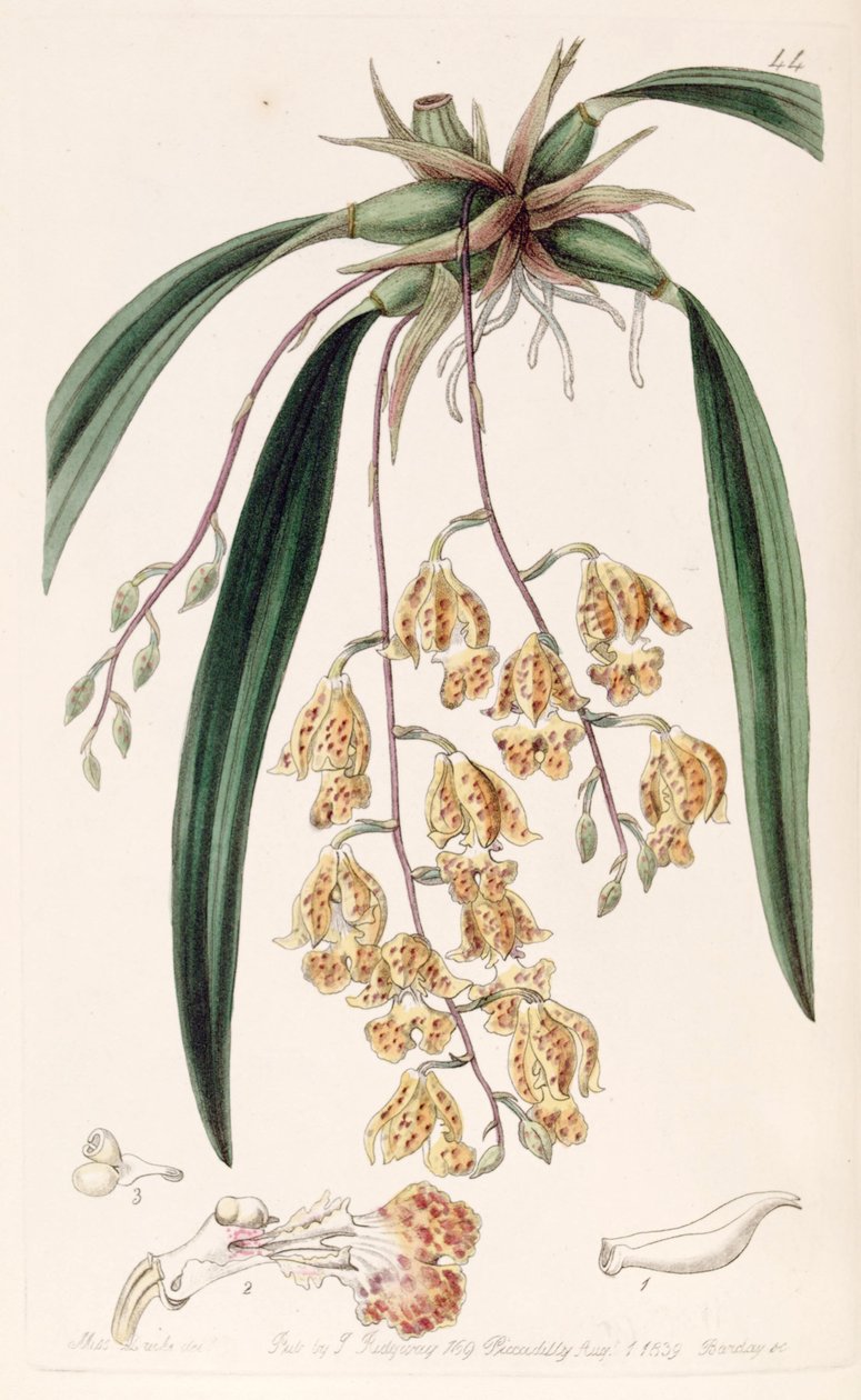 Rodriguezia sticta (como syn. Burlingtonia maculata) de Miss Drake