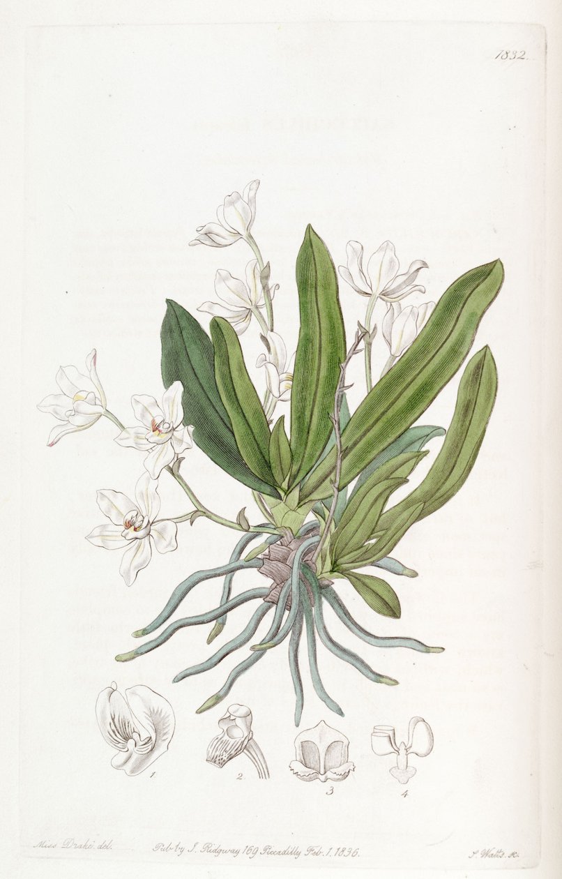 Sarcochilus falcatus de Miss Drake