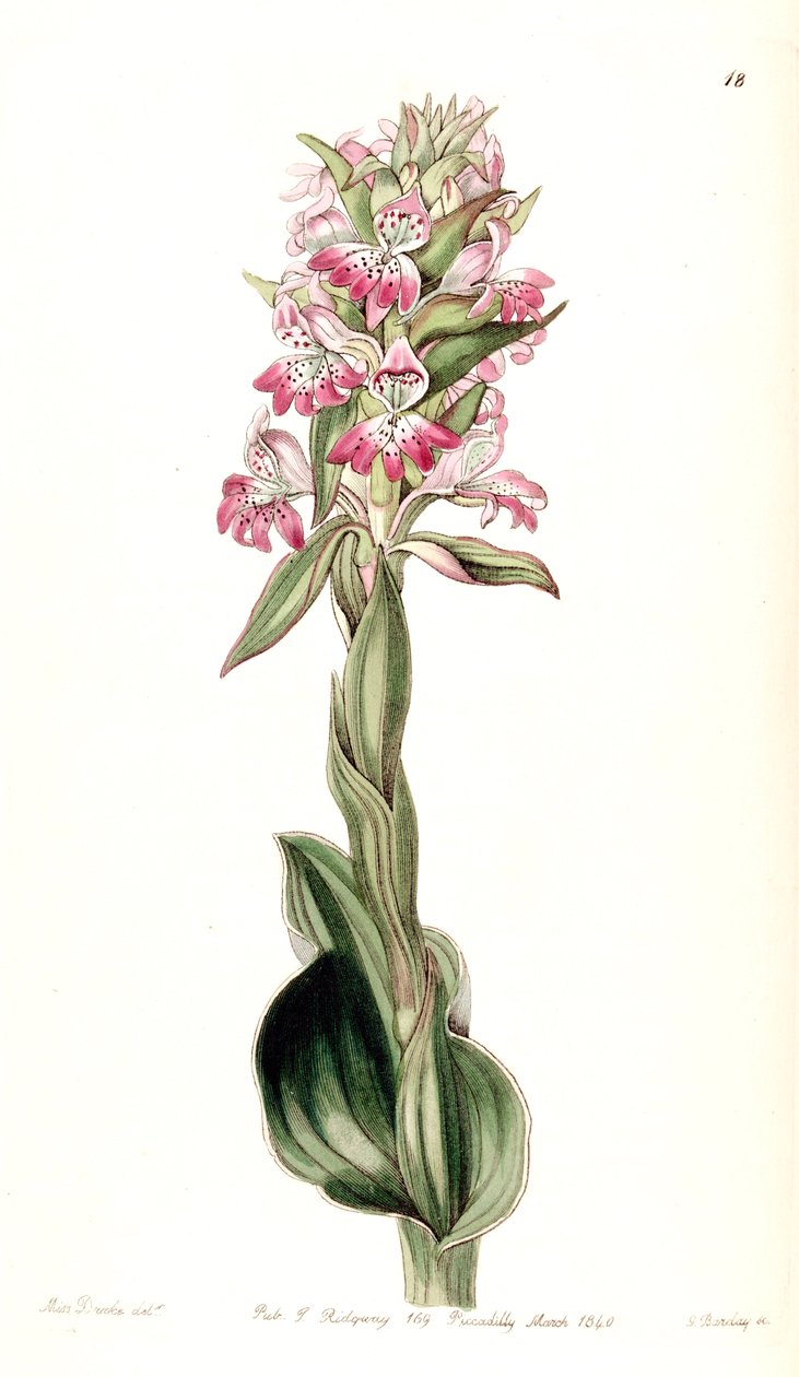 Satyrium-se (syn. Satyrium pustulatum) de Miss Drake
