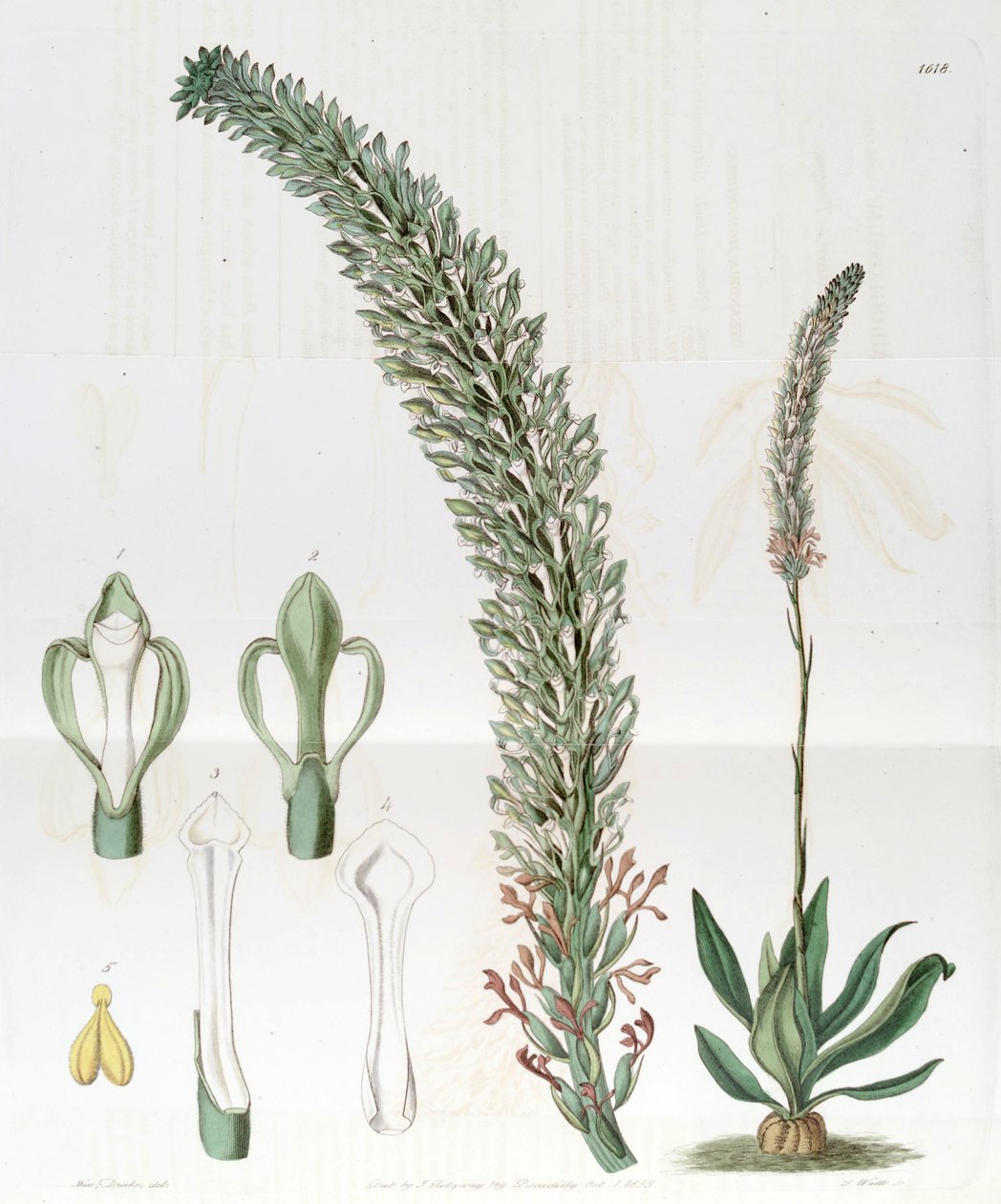 Sauroglossum lustroso (syn. Onda sauroglossum) de Miss Drake