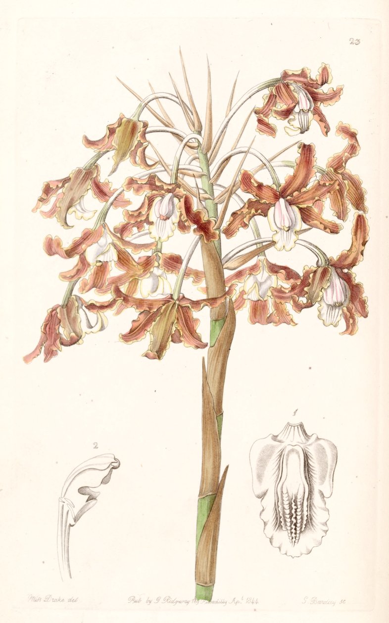 Crispa Schomburgkia (sin. De Laelia marginata) de Miss Drake