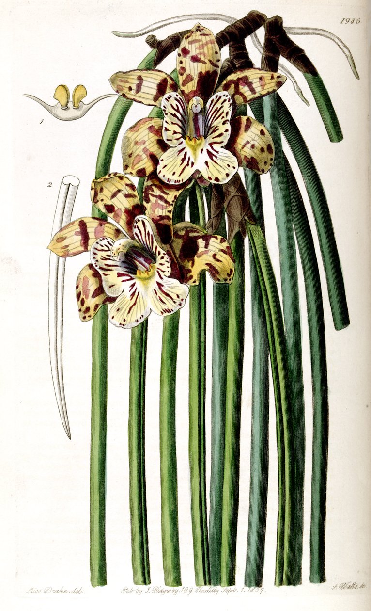 aço Unallied (syn. Cattleya Steelii) de Miss Drake